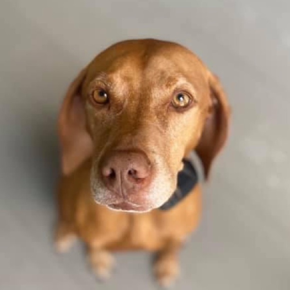 Meet your Posher, Cynthia